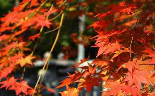 9月旅游好去處——2018年秋天去長白山賞紅葉吧！