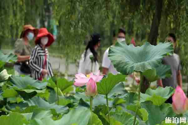 2020平园池村荷花节时间和地址