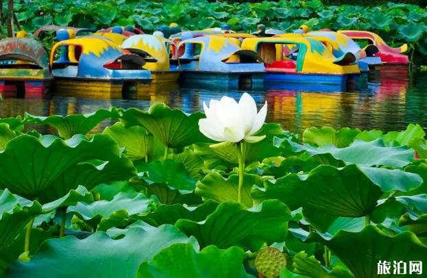 德阳荷花观赏地推荐-票价 德阳周边哪里有看荷花的地方