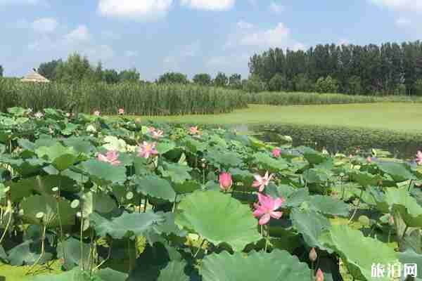 2020铁岭荷花节是什么时候和地点 铁岭荷花节门票价格