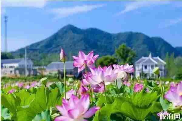 郑州周边荷花观赏地点推荐