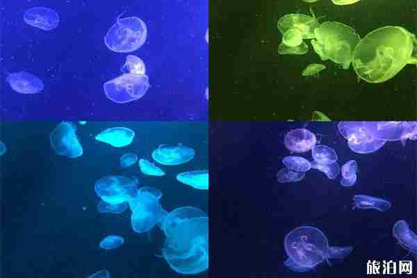 南京海底世界夜场开放时间和门票价格