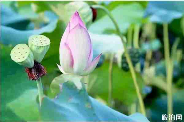 山东哪里看荷花 山东荷花哪里出名