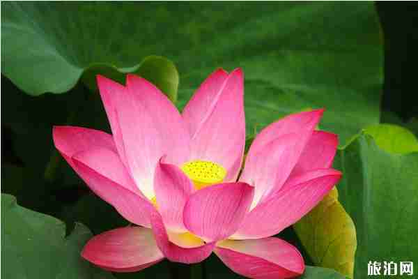 上海古猗园荷花展2020年时间和地点