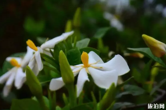 乐山大兴乡栀子花观赏攻略