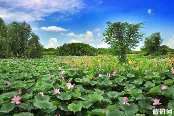 2020广州南沙湿地公园开放时间及游玩攻略