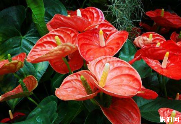 6月上海花展有哪些-时间地点