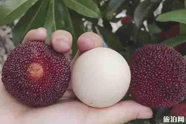 缙云杨梅上市季节 缙云杨梅哪里最多