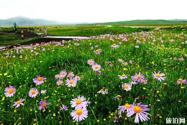 四川必游景点推荐-门票价格及交通指南