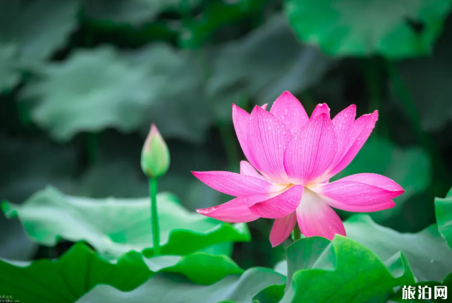 成都周边赏荷花哪里好