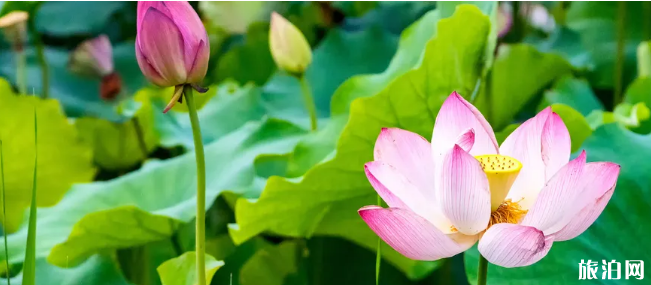 2020成都新津荷花时间地址及游玩路线