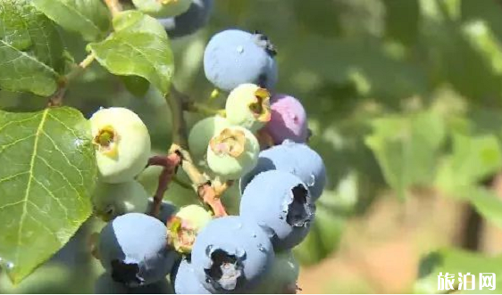 长沙周边哪里可以摘杨梅-采摘园推荐