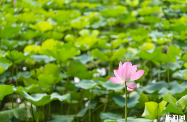 北京荷花几月开得最好-观赏地点推荐