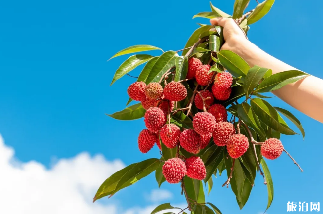 2020深圳荔枝几月份成熟及采摘园地址-采摘价格