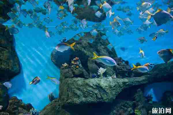 2020北京海洋馆开门了吗和开放时间 北京海洋馆预约门票方式