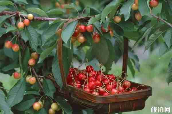 2020顺义樱桃采摘园地址推荐