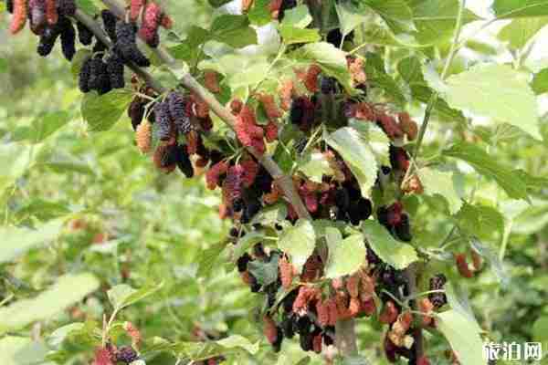 2020武汉桑葚采摘园地址和门票和交通