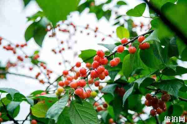 陕西热门樱桃采摘园介绍 西安周边樱桃园