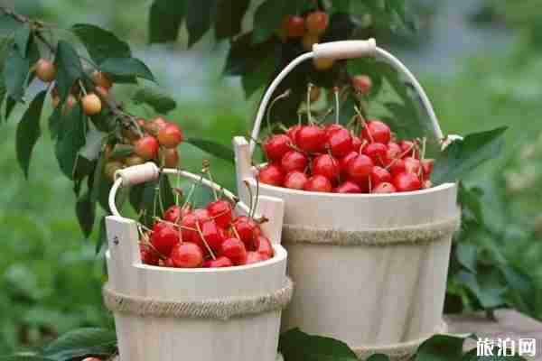 泰州周边采摘园有哪些 六七月采摘水果去哪