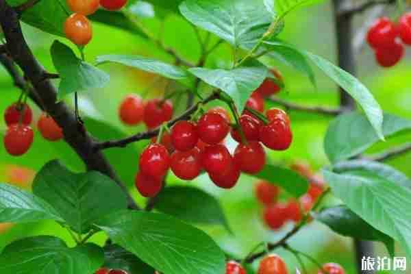 洛阳樱桃采摘哪里好