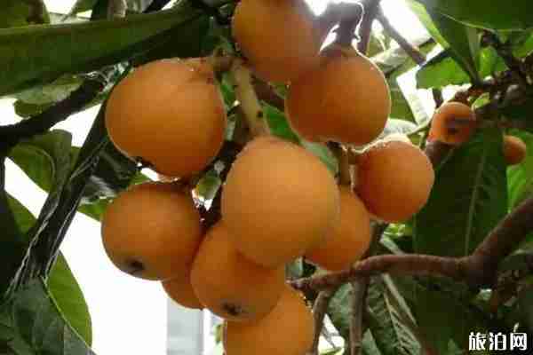 2020成都周边摘枇杷的地方推荐 成都周边枇杷采摘攻略