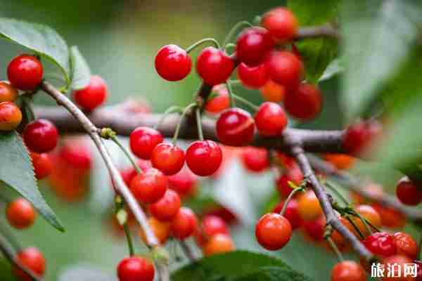 南京夏季水果采摘时间及地点推荐