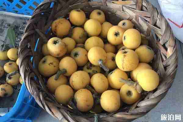 2020苏州枇杷什么时候上市 苏州太湖枇杷采摘攻略
