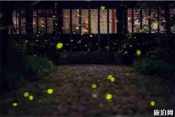 成都周边看萤火虫最佳的地方推荐