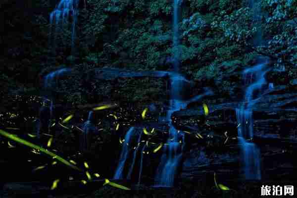 2020天台山萤火虫观赏时间 天台山萤火虫最佳观赏地点