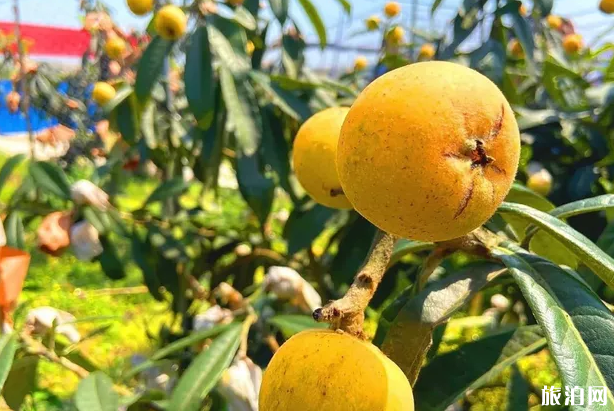 2020重庆枇杷采摘时间地点及价格-交通指南