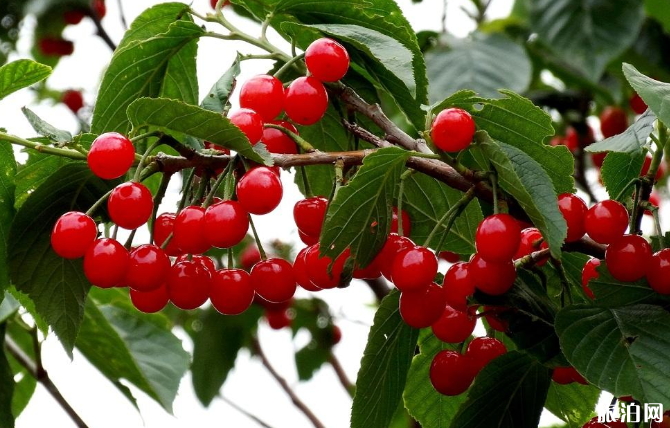 德陽周邊哪里可以摘櫻桃