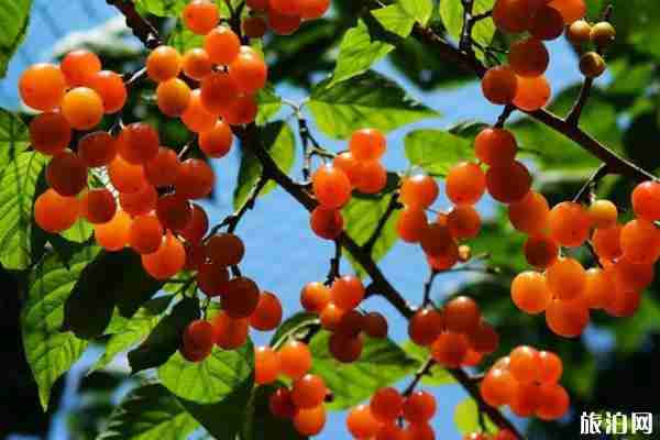 2020宜賓采摘櫻桃的地方-采摘路線