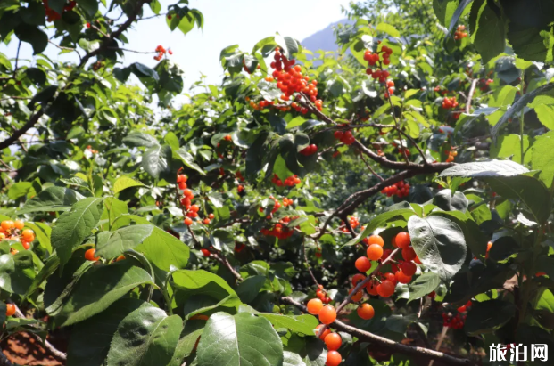 四川攀枝花櫻桃采摘去哪-交通指南