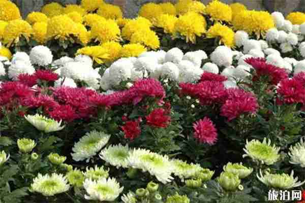 2020中山迎春花市各地區時間表