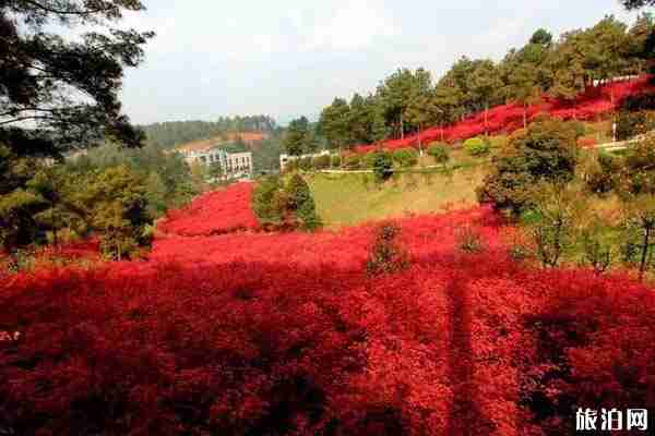 貴陽楓葉谷景點介紹