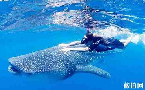 煙臺海昌鯨鯊館門票價格+年卡+優(yōu)惠政策