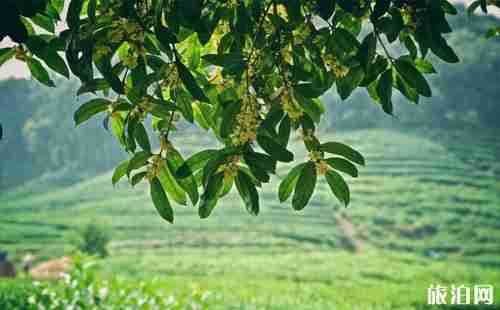 杭州龍井茶哪里的最好 杭州哪里買龍井茶好