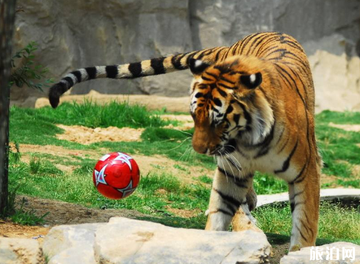 2018烟台动物园中高考生免费吗 烟台动物园门票多少钱