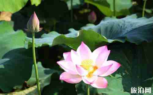 北京哪里看荷花