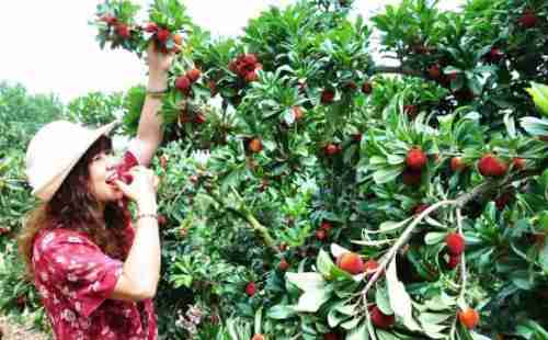 慈溪哪里可以摘杨梅