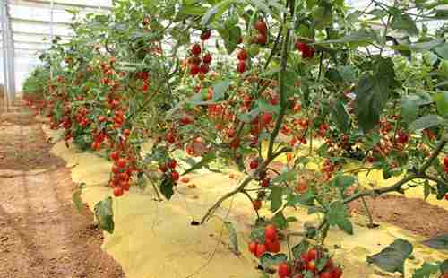 章丘采摘园在哪里 济南章丘采摘地点推荐