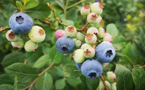 重庆金佛山蓝莓采摘价格是多少钱