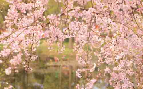 武大櫻花游玩攻略