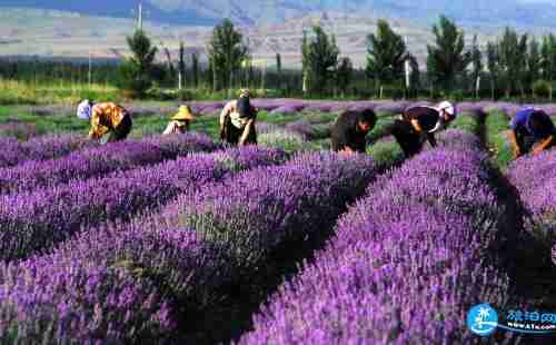 伊犁薰衣草节是时间+地点+交通
