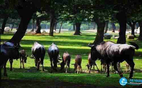 2019西安秦岭野生动物园门票+游客须知+导游服务