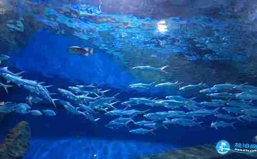 武汉海昌极地海洋世界门票+优惠政策+交通