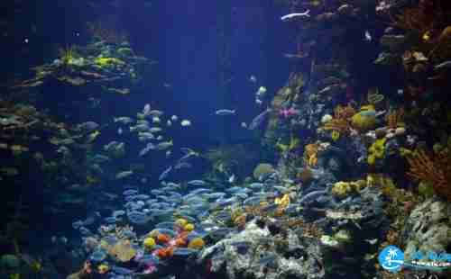 上海长风公园海洋世界联票价格+年卡价格