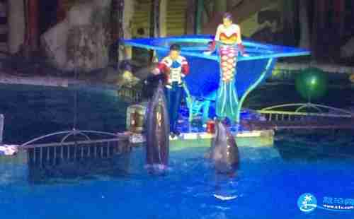 大连圣亚海洋世界门票+交通+服务设施+参观时长