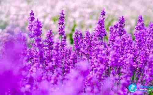 厦门薰衣草花海在哪里 厦门环岛路薰衣草地址+交通