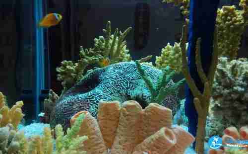 上海海洋水族馆和长风海洋世界哪个好玩